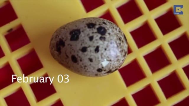 Как вырастить птенца перепелки из магазинных яиц смотреть онлайн