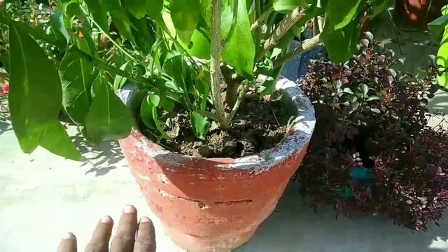 How To Grow And Care Night Queen L  How To Grow Raat Ki Rani Plant. Raat Rani Plant.