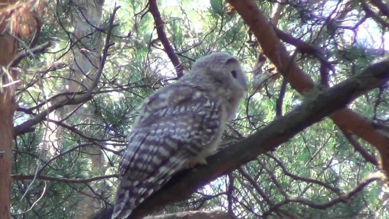 Совы в Барнаульском ленточном бору смотреть онлайн
