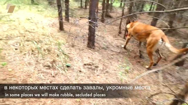 Строим вольер для рыси смотреть онлайн