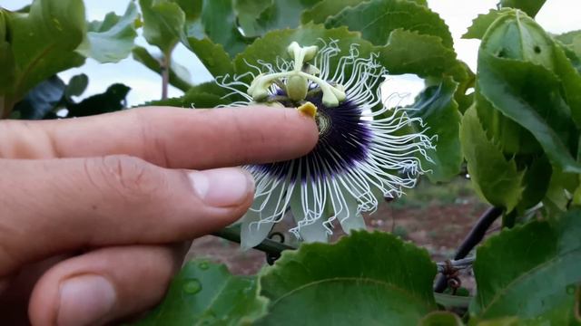 Flor do Maracujá está caindo? Veja como resolver!! смотреть онлайн