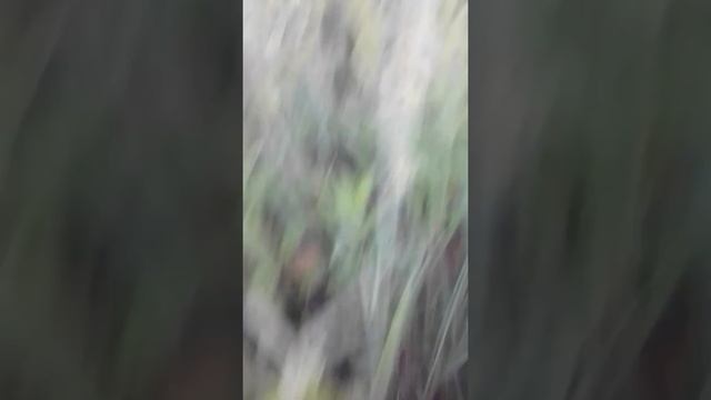 Как поймать ящерицу смотреть онлайн