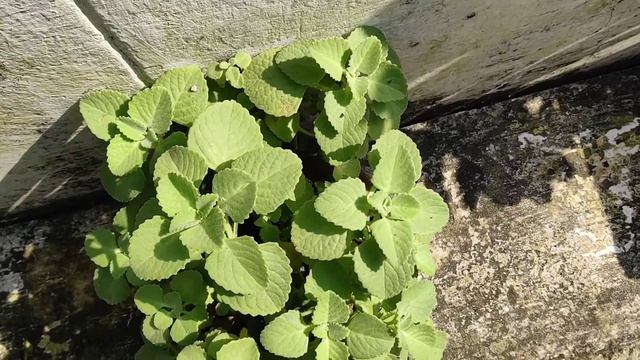 Stevia: Natural Sugar: Boon for Diabetic Patients смотреть онлайн