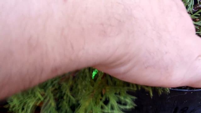 timelapse - thuja de vivero a bonsai смотреть онлайн