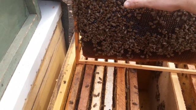 Агрессивные пчёлы на сетчатом дне. смотреть онлайн