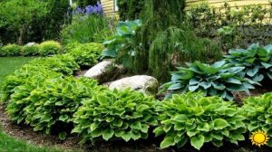 Как красиво разместить хосты в саду.