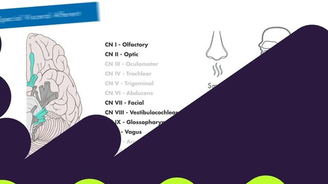 Afferent vs Efferent - Cranial Nerve Modalities.mp4 смотреть онлайн