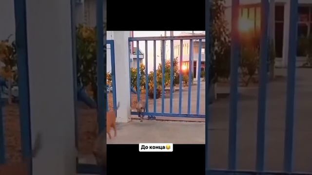 собака гимнаст.)))) смотреть онлайн