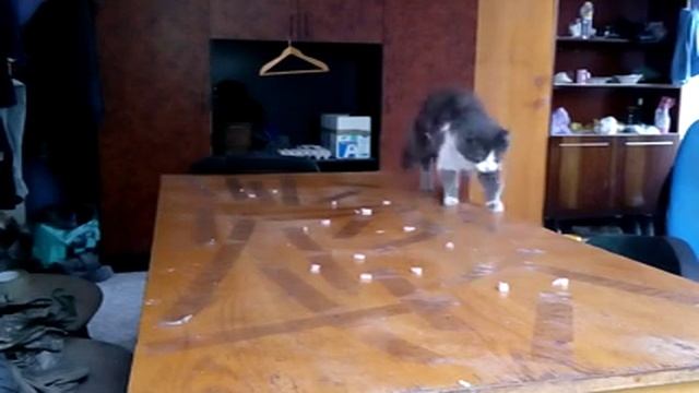 Кот vs скотч (приколы) смотреть онлайн