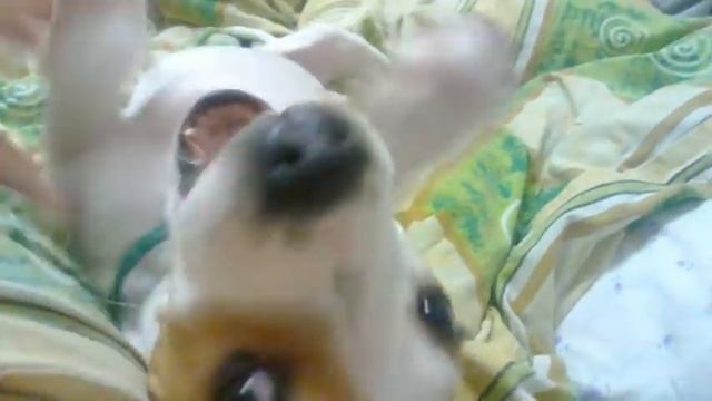 Нападение стаффтерьера)) смотреть онлайн