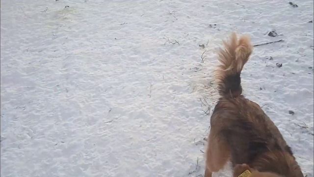 Питание - это зимой главное для собак / Приют для собак г Ефремов смотреть онлайн