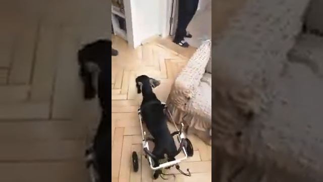 Инвалидная коляска для собак. Поддержка для задних лап. WhatsApp 8 950 017 30 42 смотреть онлайн