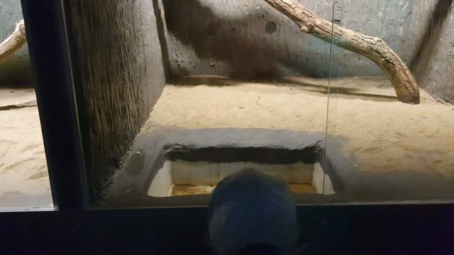 Казань. Океанариум. Прогулки по набережной смотреть онлайн