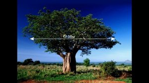 Занимательные уроки с "Лучиком света".  Энциклопедия растений для детей. Баобаб.