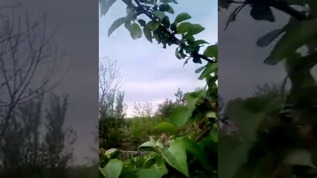 Как посадить яблоню . Правильная посадка саженца весной смотреть онлайн