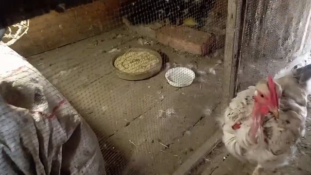 Дружковка 2 сентября 2023.Утят отдала утке.Калитка готова. смотреть онлайн
