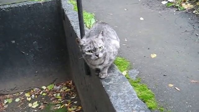 Кот шипит смотреть онлайн