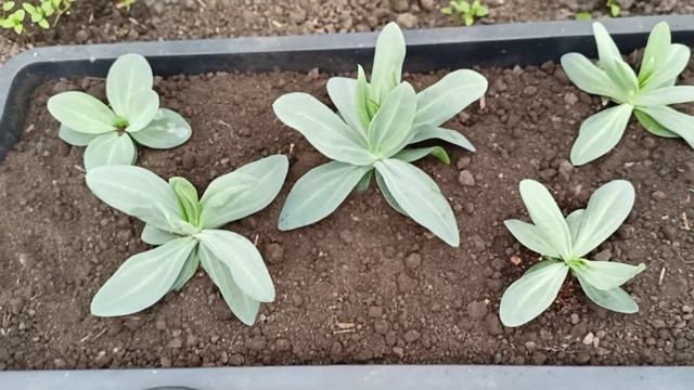 Оптимальный объём горшка для низкорослой эустомы.Высадила эустому на пмж.16.05.2022 смотреть онлайн