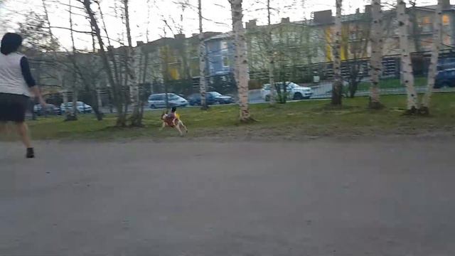 Той-фокстерьер Валек в роли лошадки смотреть онлайн