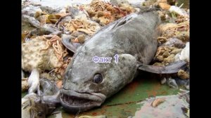 Удивительные факты о рыбе клыкач!