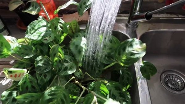 Maranta Plant Care + Propagation ?