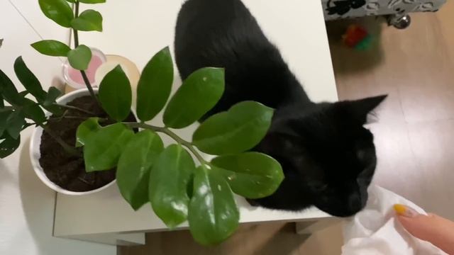 ?ВЛОГ 21: месяц самоизоляции,мои покупки,Кот,крашу брови смотреть онлайн