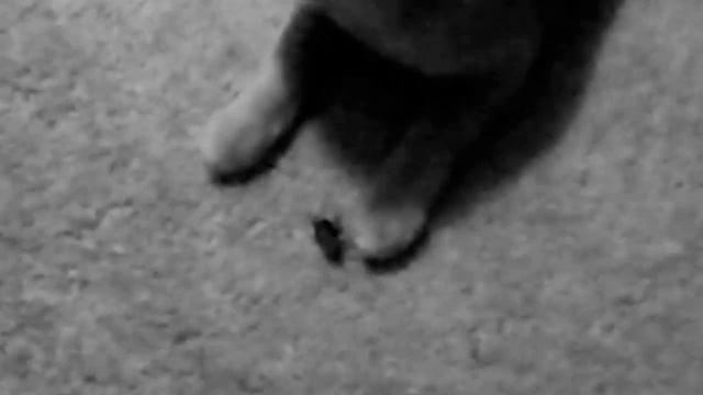 Cat vr a cockroach смотреть онлайн