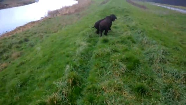 Irish water spaniels at the river смотреть онлайн