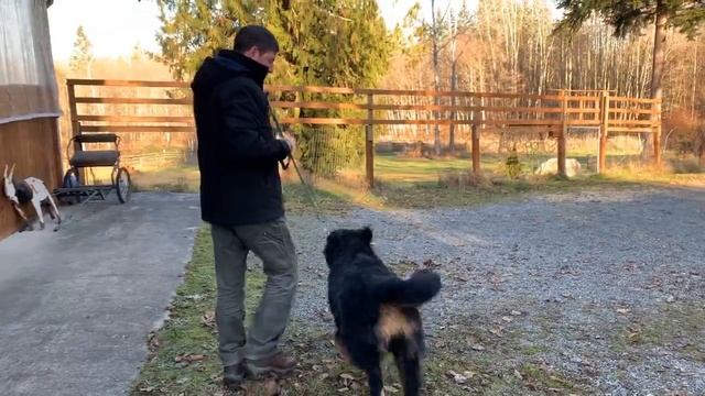 Stop Your Dog's Leash Pulling and Walk Beside You смотреть онлайн