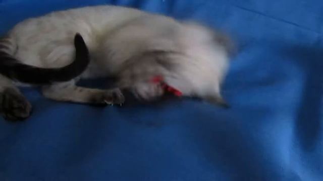 Шикарные бенгалы из питомника смотреть онлайн