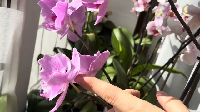 Моя новая орхидея бабочка ??? и ещё одна королевна из коллекции☺️ смотреть онлайн