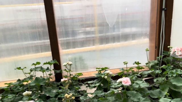 Укореняем. Распродаём. Принимаем заказы.