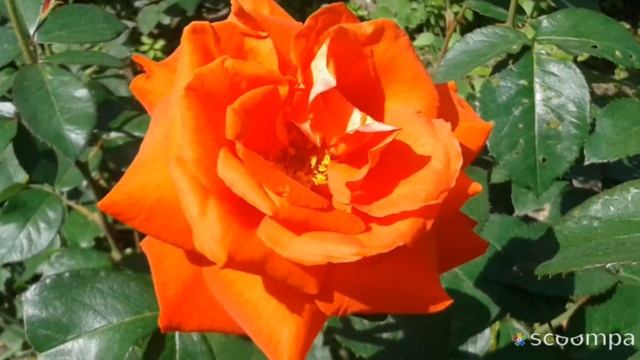 Весенняя релаксация смотреть онлайн