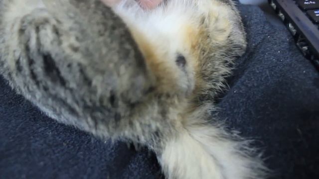 Помогите определить пол! Это кот или кошка? Пишите свои варианты в комментариях смотреть онлайн