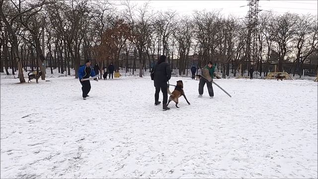 СТРАЖники и малинуа смотреть онлайн