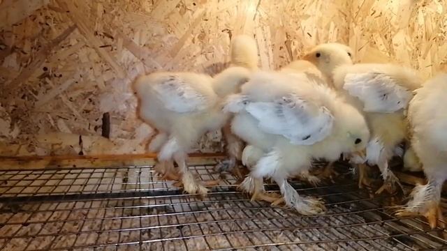 Как определить пол цыпленка? смотреть онлайн