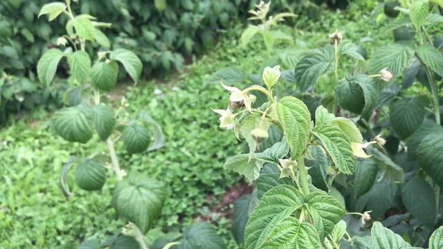 MALINA jesienna SUGANA – pierwsze zawiązki owoców- program dokarmiania смотреть онлайн