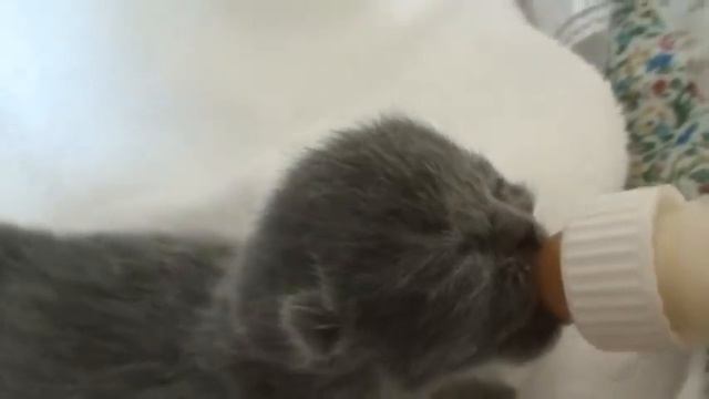 Как выкормить британского котенка искуственно. смотреть онлайн