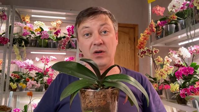 ОРХИДЕИ в ФУЖЕРАХ пустили корни и цветоносы :: орхидеи после пересадки смотреть онлайн
