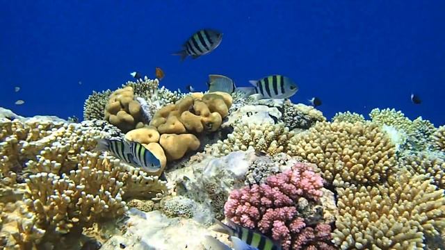 абудефдуфы, антиасы и хромисы смотреть онлайн