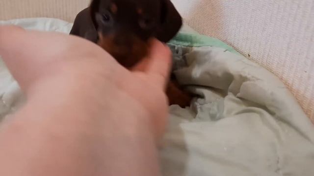 Миленький щенок таксы исследует мир ✌✌✌ смотреть онлайн