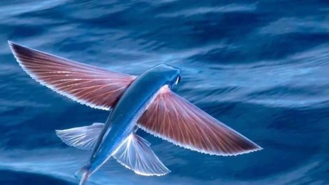 Интересные факты о Барбадосе #ТОП20