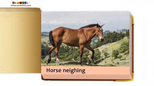 Language Cards Video for Kids - Toddlers Learn English Words