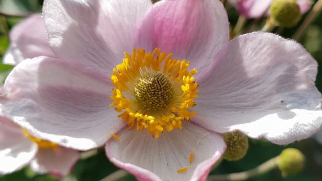 Enjoy Beautiful Flowers | Japanese Anemone смотреть онлайн