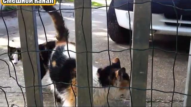 Уральские хвосты за решеткой смотреть онлайн
