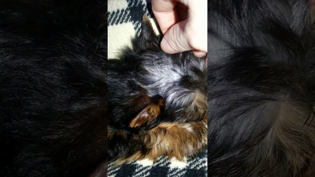 Щенок йорка 2,5 месяца. Марик Джо смотреть онлайн