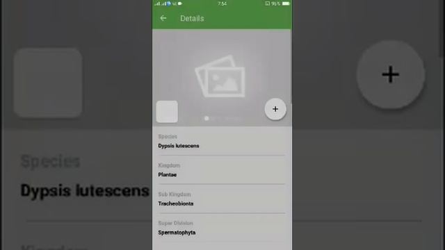PlantSnap identifies an Areca palm (Dypsis lutescens) - Leaves смотреть онлайн