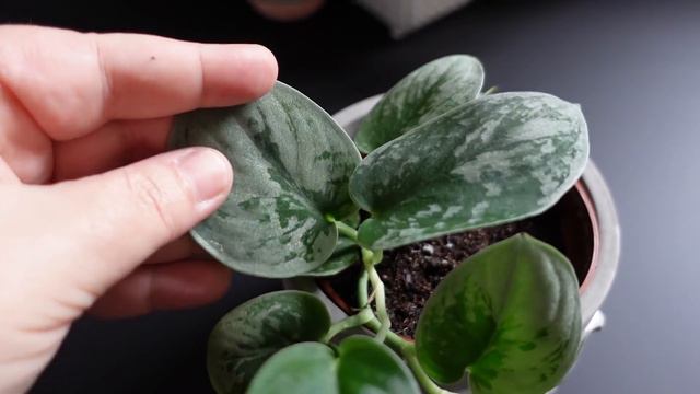 PLANT TOUR | Ma collection de plantes d'intérieur | Salon / Cuisine | Hiver 2021 смотреть онлайн