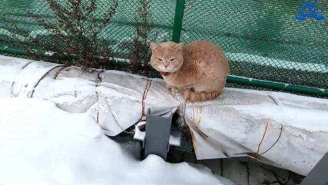 КТО ХУЖЕ НАРИСУЕТ, ТОТ ПОБЕЖИТ В ЭТОМ ЧЕЛЛЕНДЖ ! // KiFill Boys 13+