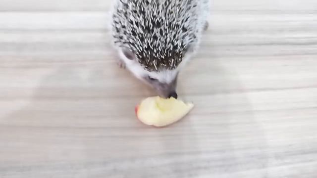 Хомяк объедает ежа !!!! Печенька пробует зоофобуса !!! смотреть онлайн